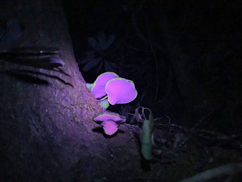 mushroom uv light