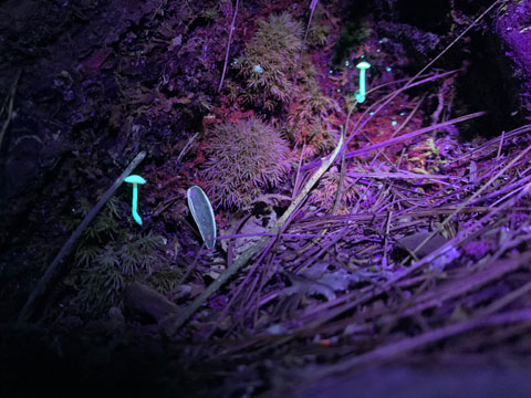 uv lamp for mushrooms